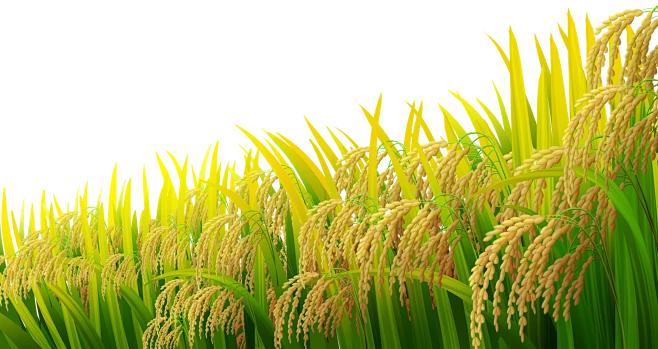 芒种循天时，初心耕本心：哈曼数智的仲夏耕耘之道